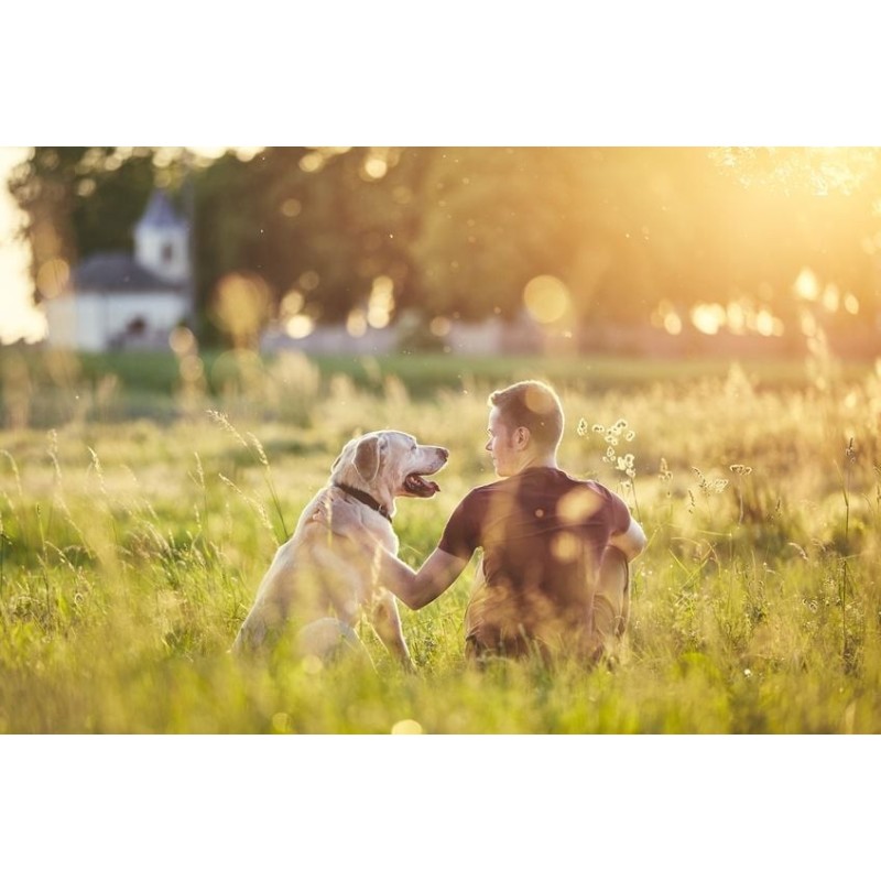 Dispersion des cendres de votre animal de compagnie